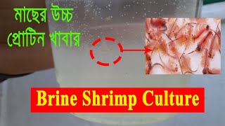 যেভাবে সহজে মাছের উচ্চ প্রোটিন খাবার Brine Shrimp চাষ করবেন। How to Culture Brine Shrimp for Fish [upl. by Yvel]