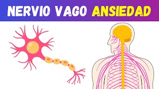 10 ACTIVIDADES para Activar el NERVIO VAGO y CALMAR la ANSIEDAD [upl. by Allix]