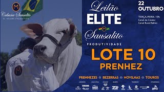 LOTE 10 SAU 297 PRENHEZ [upl. by Aroon712]