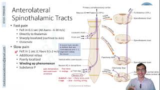 Ascending Tracts of the Spinal Cord [upl. by Beauchamp]