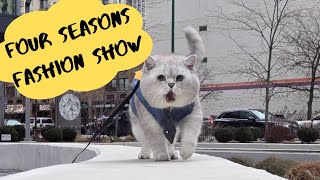 Cat Fashion show 4 seasons [upl. by Lyrrad200]