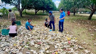 Reality in Philippine Agriculture KITA na sana  BINAGYO pa From 1000 to 50 Kaing CARABAO MANGOS [upl. by Ateloj]