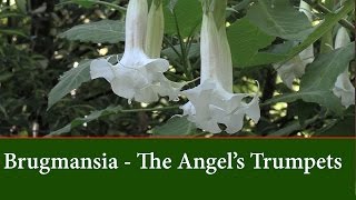 Brugmansia  Angels Trumpets  Varieties and how to grow them [upl. by Kliment]