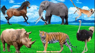 Life of Wild Animals Tiger Monkey Rhino Ostrich Hippo Elephant Horse  Animal sounds [upl. by Lauree]