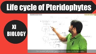 Life cycle of Pteridophyte [upl. by Leifeste]