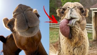 13 fun facts about camels  interesting facts about camels🐪 [upl. by Kym604]