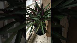 Poda de limpeza da tradescantia spathacea ou abacaxi roxo [upl. by Nowyt]