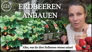 Erdbeeren 🍓 – Allgemeine Infos zum Erdbeeranbau [upl. by Forster709]