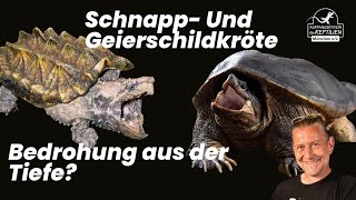 Schnapp und Geierschildkröten  BEDROHUNG AUS DER TIEFE [upl. by Semreh]