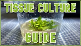 Complete DIY Tissue Culture Guide  Carnivorous Plants [upl. by Kerred389]