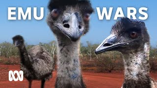 The Great Emu War how it started and who won  ABC Australia [upl. by Agarhs312]