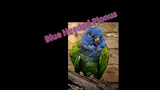 ماهو هذا الببغاء وبماذا يتميز؟ Blue Headed Pionus [upl. by Tosch298]