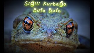 Siğilli Kurbağa  Common Toad  Bufo bufo [upl. by Nnyleve]