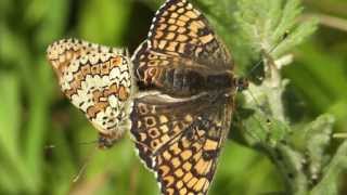 Glanville Fritillary Wheelers Bay Isle of Wight [upl. by Tiffani]