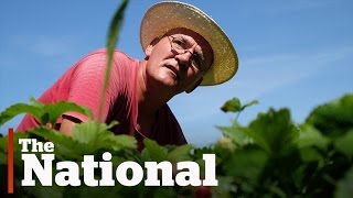 Convicts victims work to heal old wounds on BC farm [upl. by Karney141]