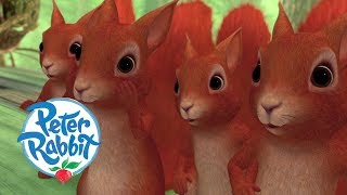 Peter Rabbit  Unlikely Allies  Cartoons for Kids [upl. by Audley892]