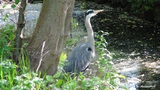 Etang des Roussières et étang Braque du 28 Avril 2015 [upl. by Regdirb]