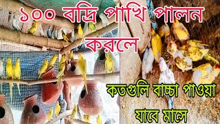 ১০০ বদ্রি পাখি পালন করলে মাসে কতগুলি বাচ্চা পাওয়া যাবে baazrigar colony [upl. by Leonard872]