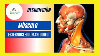 Músculo Esternocleidomastoideo ‼️IMPORTANTÍSIMO‼️ [upl. by Rebmetpes459]