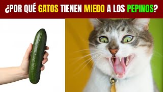 Por qué los GATOS le tienen MIEDO a los PEPINOS😿🥒 [upl. by Sito]