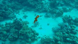 Black Flatworm Swims Close to Diver [upl. by Araas835]