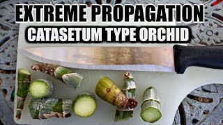 EXTREME PROPAGATION 101  CATASETUM ORCHID [upl. by Edita451]