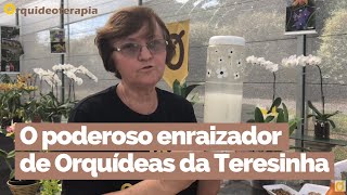 Aprenda a fazer um poderoso enraizador natural para Orquídeas  Orquideoterapia  Teresinha Kunz [upl. by Elleyoj]