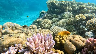 quotUnbelievable Red Sea Coral Life Dive into Natures Underwater Paradisequot [upl. by Cr]