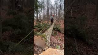 Logging start to finish 🪓🪵 logger stihl chainsaw logger [upl. by Engamrahc232]