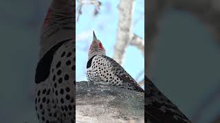 Northern flicker bird calling shorts [upl. by Britton]