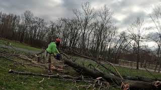 Cutting a honey locust into firewood [upl. by Leinahtam]