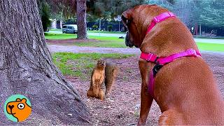 Lonely Boxer Didn’t Like Anyone Until Squirrels Changed Everything  Cuddle Buddies [upl. by Gnahc]