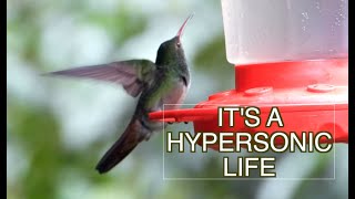 Those Fantastic Hummingbirds 3 NARRATED movies [upl. by Emmery]