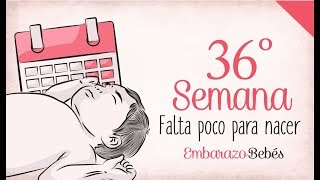 SEMANA 36 de Embarazo  9º Mes  Semana a semana [upl. by Pack]