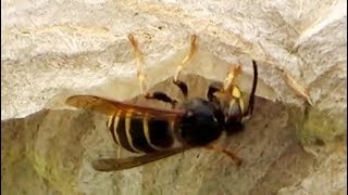 Wasp building its nest [upl. by Acir796]