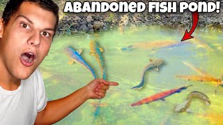 Saving EXOTIC FISH From ABANDONED POND [upl. by Horwath]