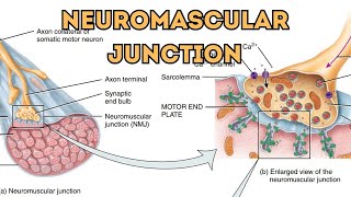 Neuromuscular JunctionHow Motor Neurons Connect to Muscle Fibers NeuromuscularJunctionMotorNeuron [upl. by Christianson]