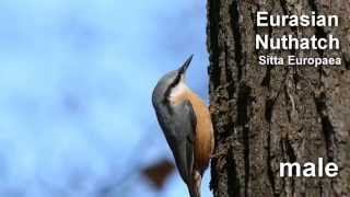 Nuthatch  Eurasian Nuthatch Bird Call and Pictures for Teaching [upl. by Winstonn]