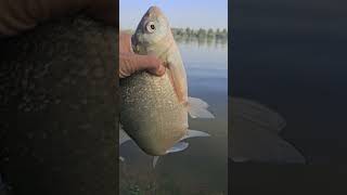 Pesce bianco fishing love nature fish music [upl. by Hsuk684]