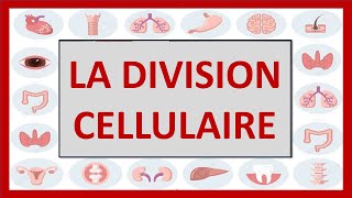 🔴CYTOLOGIE  LA DIVISION CELLULAIRE MITOSE ET MÉIOSE  et noyau interphasique [upl. by Lebazi]