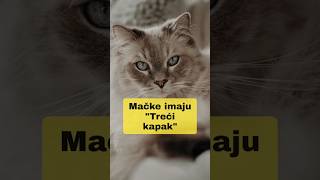 Treći kapak kod mačaka 🐱 Zanimljivosti o mačkama mačke mačka macketinashop macke ljubimci [upl. by Monique]