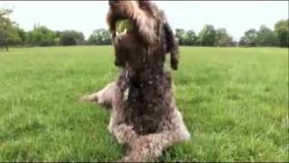 dogs 101 labradoodle [upl. by Enirok884]