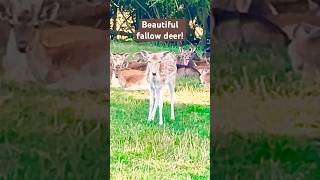 A gorgeous little herd of deer A wonderful sight Fallowdeer deer nature [upl. by Azilef]