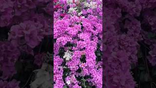 Beautiful Bougainvilleas in Various Colors flowers farmer planting [upl. by Ebeneser822]