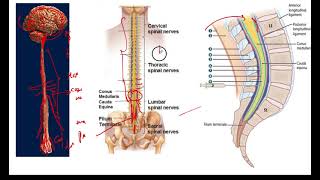 Conus medularis vs Filum terminale vs Cauda Equina [upl. by Ayra641]