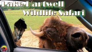 Explore the Amazing Lake Hartwell Wildlife Safari  What Will You Find [upl. by Nalehp]