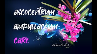 Ascocentrum ampullaceum CARE Guide in SELF WATERING amp LECA here is how CareCollab ninjaorchids [upl. by Uno]