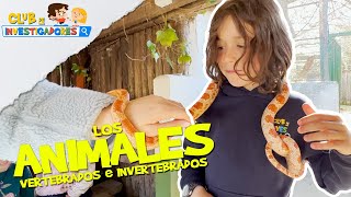 LOS ANIMALES  CLUB DE INVESTIGADORES  education for kids  Vídeos educativos para niños [upl. by Gelman490]