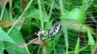 Black and Yellow Argiope Spider vs Cricket [upl. by Hanoy86]