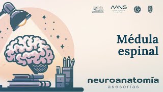 Médula espinal  Neuroanatomía Asesorías  AANS ESMIPN [upl. by Jammal]